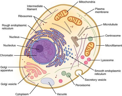 human cell